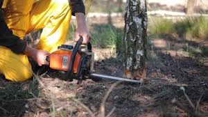 Best Commercial Tree Services  in Brook Park, OH