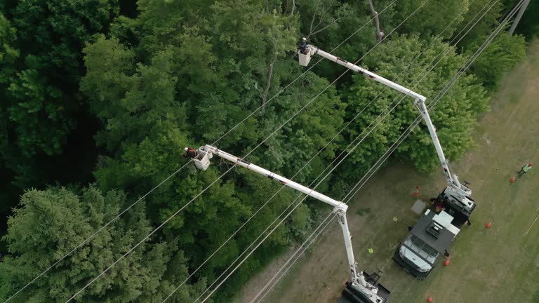 Best Tree Trimming and Pruning  in Brook Park, OH